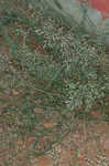 Indian lovegrass 